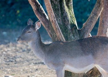 deer in the farm