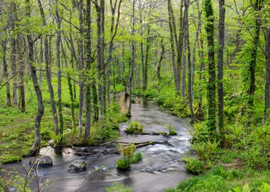 Green forest in spring