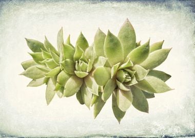 succulent plant 