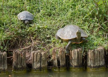 turtle rest on rock at sun