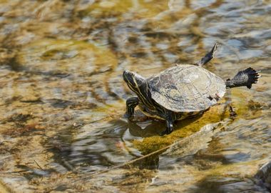 turtle rest on rock at sun