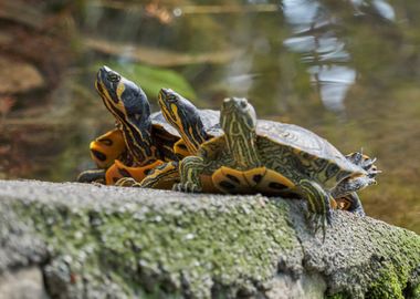 turtle rest on rock at sun