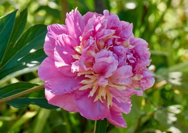 peony in the garden