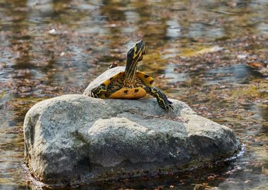 turtle rest on rock at sun