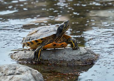 turtle rest on rock at sun