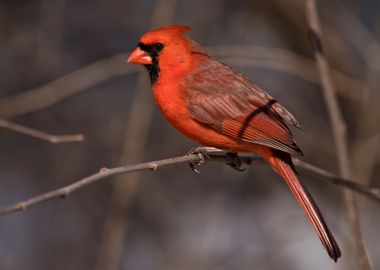 Portrait of a cardinal