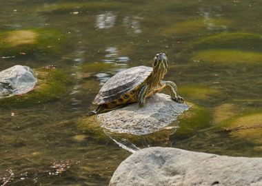 turtle rest on rock at sun