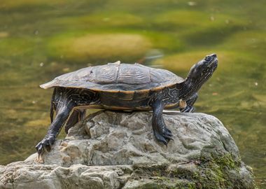 turtle rest on rock at sun