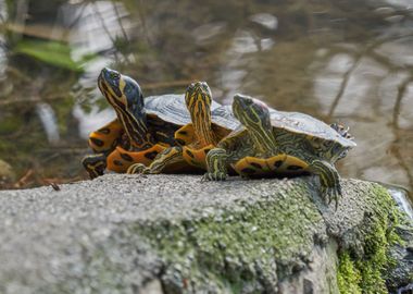 turtle rest on rock at sun