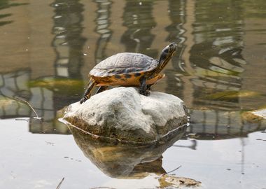 turtle rest on rock at sun