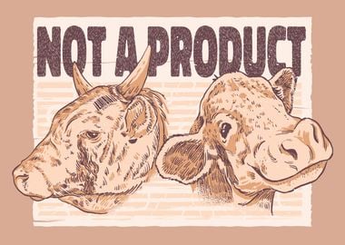 Cows Not Product Displate 