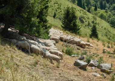 Sheep grazing on the steep