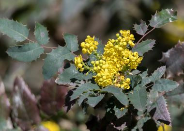 yellow mahonia flower