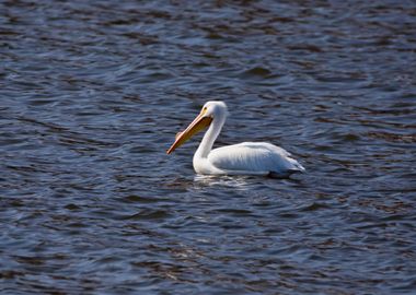 Pelican looking left