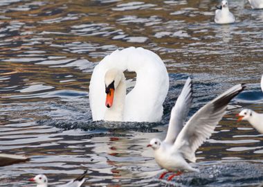 seagull and swan  on lake