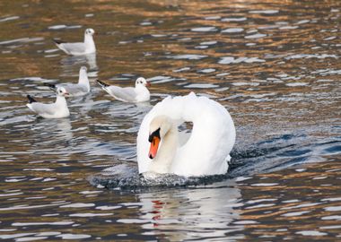 seagull and swan  on lake