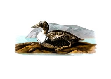 Vintage Common Eider Duck