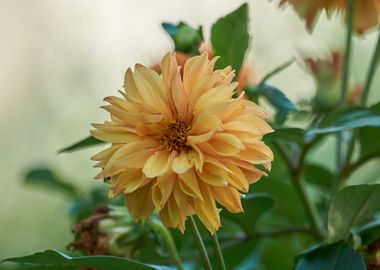 dahlia in the garden