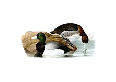 Vintage Greater Scaup Duck