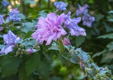 pink hibiscus in bloom 