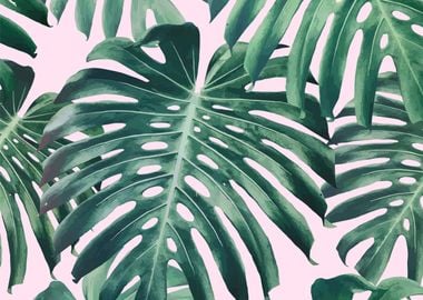 monstera leaves