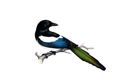 Eurasian Magpie Bird