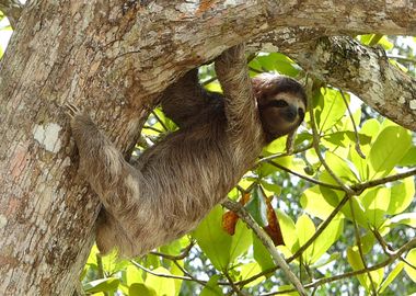 Sloth Animal on Tree