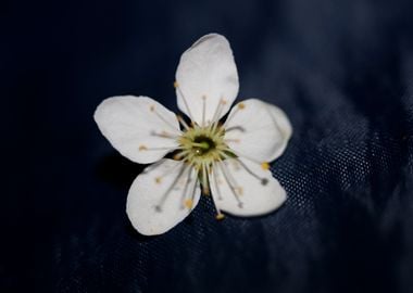 Prunus spinosa Rosaceae