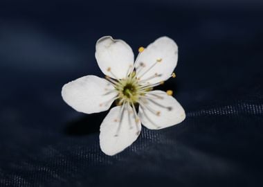 Prunus flower Rosaceae