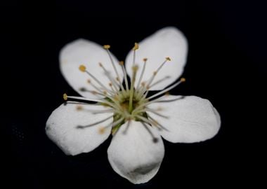 Prunus spinosa Rosaceae