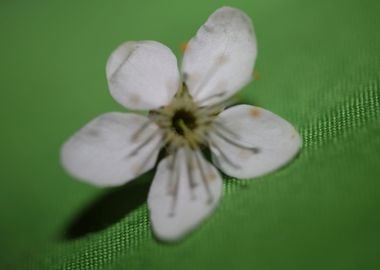 Prunus flower Rosaceae