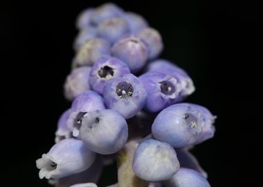 Muscari neglectum flower