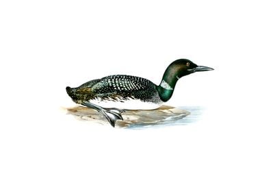 Common Loon Bird