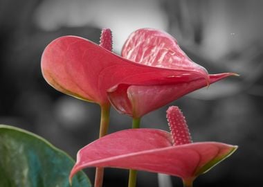 anthurium in the vase