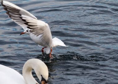 seagull on lake