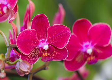 orchid in the garden