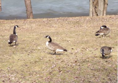 Canadian Geese