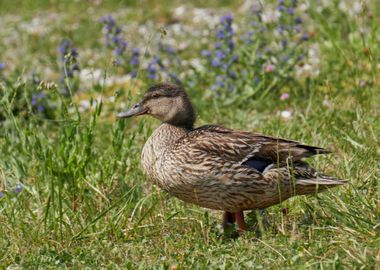 cute duck in the farm