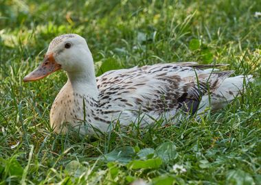 cute duck in the farm