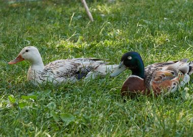 cute duck in the farm