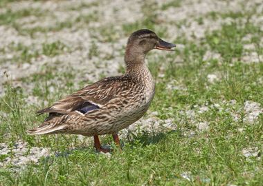 cute duck in the farm