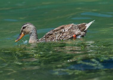 cute duck in the farm