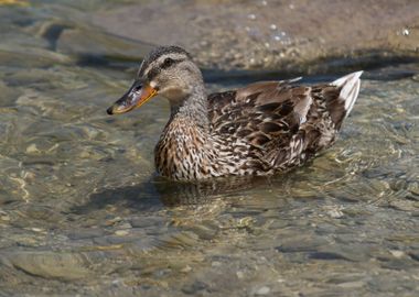 cute duck in the farm