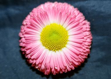 Bellis perennis Compositae