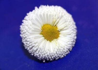 Bellis perennis L flower