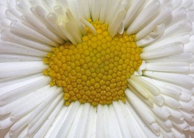 Bellis perennis Compositae