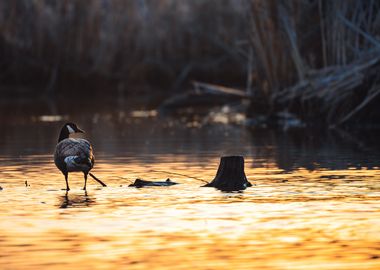 Golden hour Canadian Goose