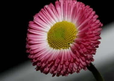 Bellis perennis L flower