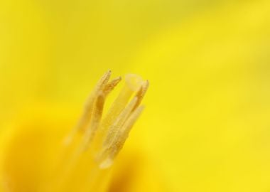 Narcissus flower macro