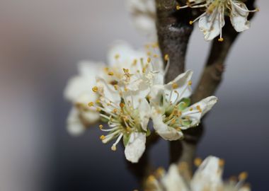 Prunus avium L rosaceae